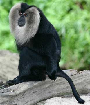 Lion-Tailed Macaque
